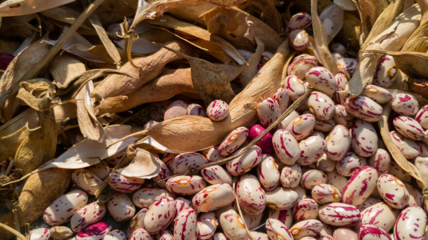 Top 10 proizvođača graha u Hrvatskoj