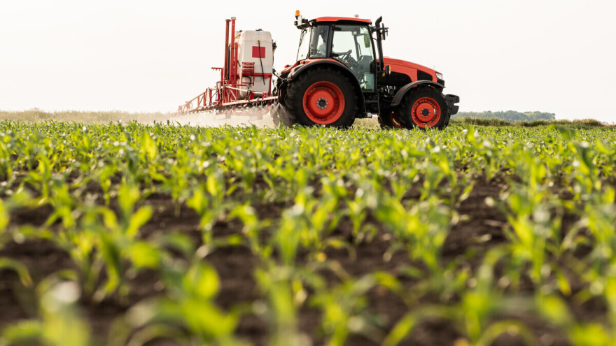 Kada i kako suzbijati korove u kukuruzu?