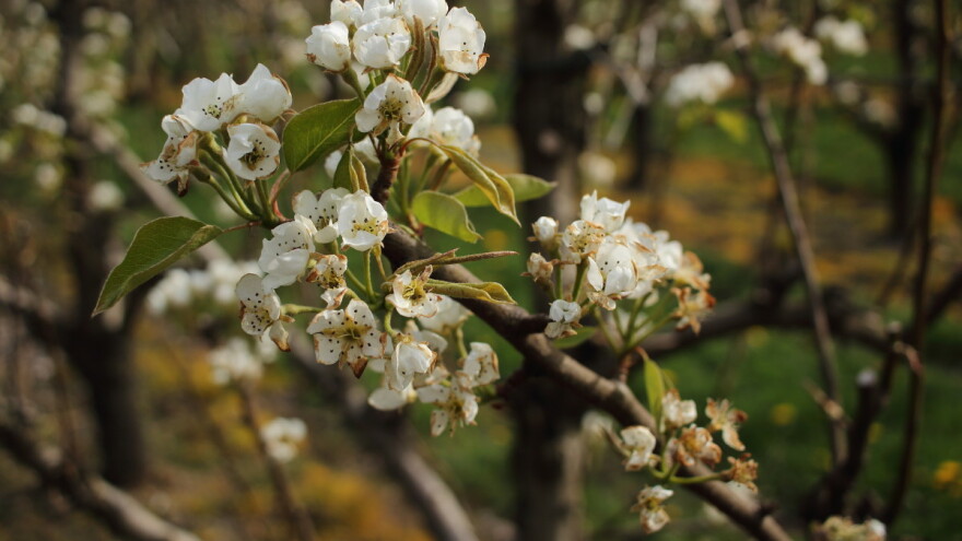 Zaštitite koštičavo voće od monilioze pre kiše