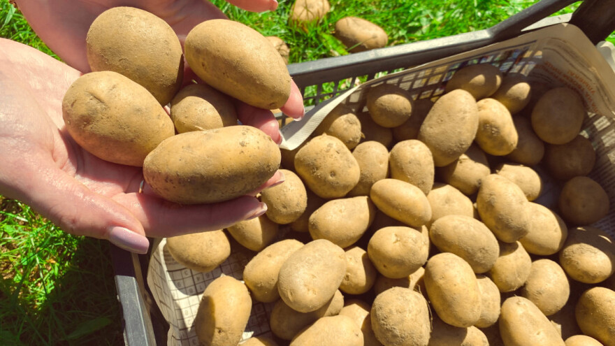 Kako sprečiti pojavu crnih krtola krompira?