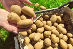 Kako spriječiti pojavu crnih krtola krompira?