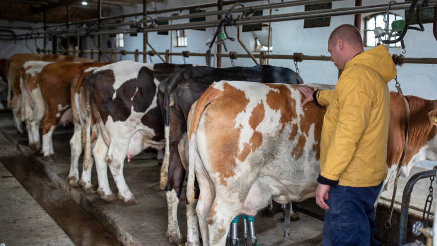 Kako se može spriječiti poremećaj u reprodukciji kod mliječnih krava?