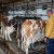 Kako se može sprečiti poremećaj u reprodukciji kod mlečnih krava?