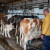 Primarni proizvođači mlijeka: Kako do potpore zbog narušenog proizvodnog potencijala?