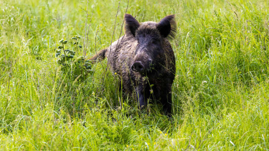 Odstrijelio divlju svinju pa završio u pritvoru s dva krivična djela