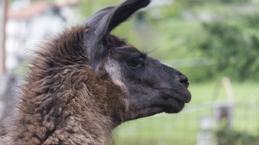 Ljama Dalai je svjetski rekorder: Najbolji mu je prijatelj patuljasta koza