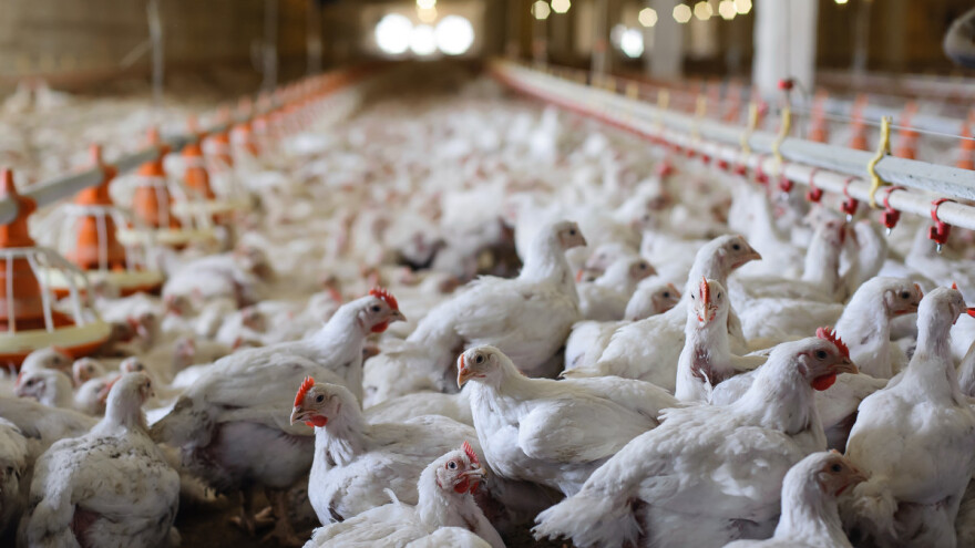 Razvoj peradarstva: U dva dana tri zahtjeva za izgradnju farmi