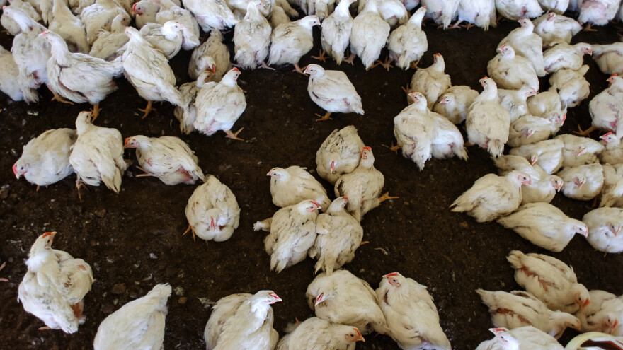 Ptičji grip hara u 15 država, a najviše pogođena Mađarska