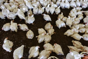Ptičja gripa hara svijetom - izbila u 15 država, a najviše pogođena Mađarska