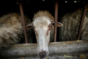 Prevrnuo se brod koji je prevozio 14.000 ovaca