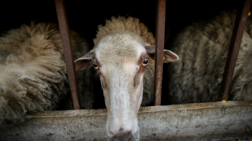 Prevrnuo se brod koji je prevozio 14.000 ovaca
