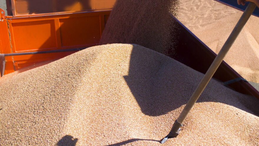 Cijena pšenice pala na petomjesečni minimum, a ostalo?