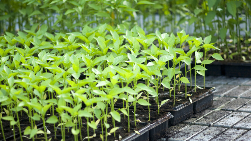 Jačanje presadnica i priprema za presađivanje