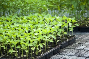 Pythium je veliki problem u proizvodnji rasada, šta učiniti?