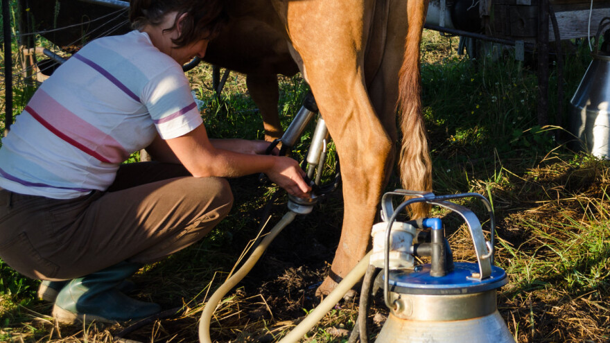 Kako spriječiti kiselost mlijeka u ljetnim mjesecima?