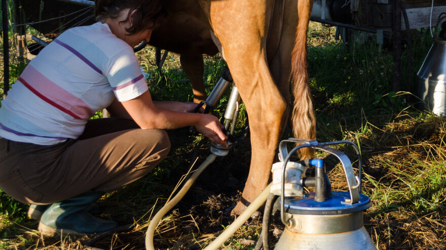 Zašto se kiselost mlijeka javlja više u ljetnim mjesecima?