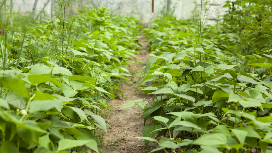 Popravite plodnost tla u plasteniku plodoredom, sjetvom mahunarki i žita