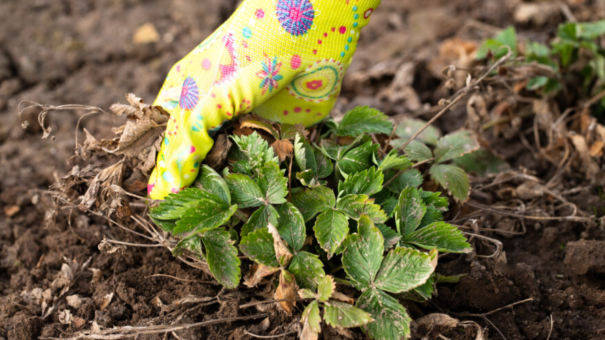 Proljetna priprema zasada jagode