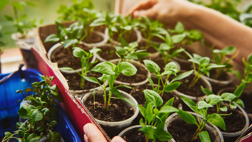 Proizvodnja presadnica povrća i cvijeća: Pripazite na prezimljujuće štetnike!