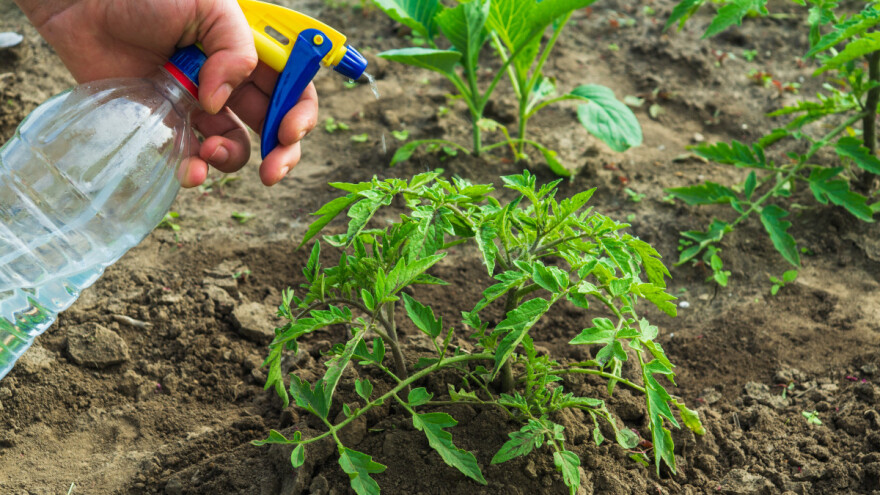 Top 5 prirodnih fungicida - evo kako ih napraviti