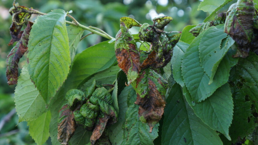 Nestabilno vrijeme uslovilo pojavu biljnih bolesti i štetočina