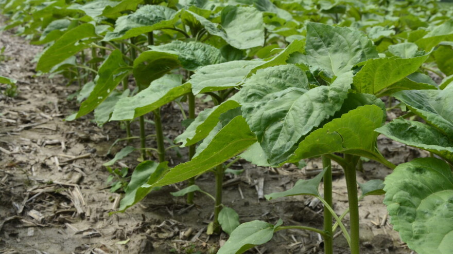 Pegavost i bela trulež prete suncokretu. Koje su mere prevencije, a kako ih suzbiti?