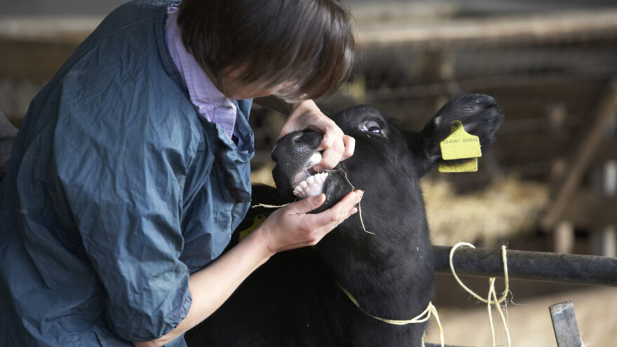 Bolest plavog jezika se širi Holandijom - još uvek se ne zna odakle je virus došao