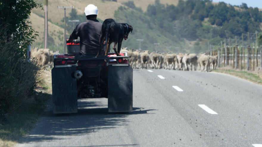 Vjerni čuvar kuće i imanja: Koja je uloga psa u životu poljoprivrednika?
