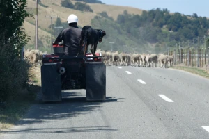 Verni čuvar kuće i imanja: Koja je uloga psa u životu poljoprivrednika?