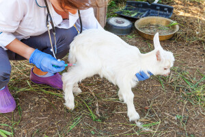Bruceloza i dalje prisutna, veterinarima u FBiH ove godine 3,3 miliona KM
