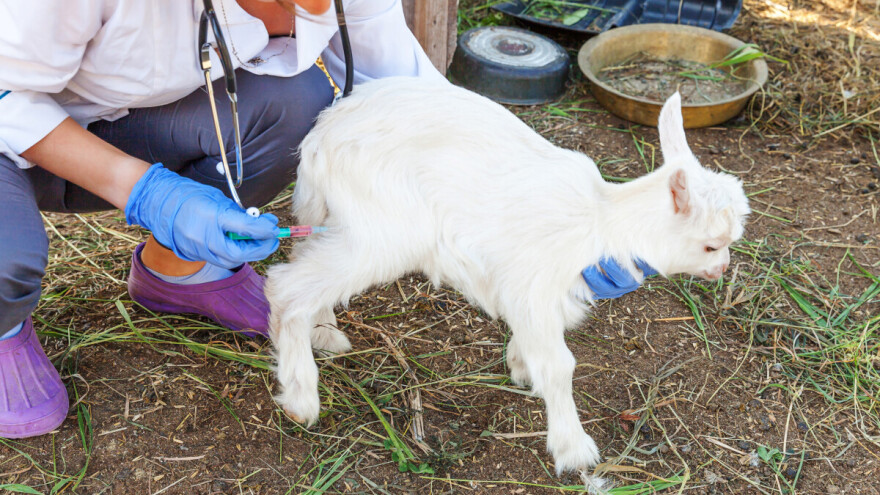 Bruceloza i dalje prisutna, veterinarima u FBiH ove godine 3,3 miliona KM