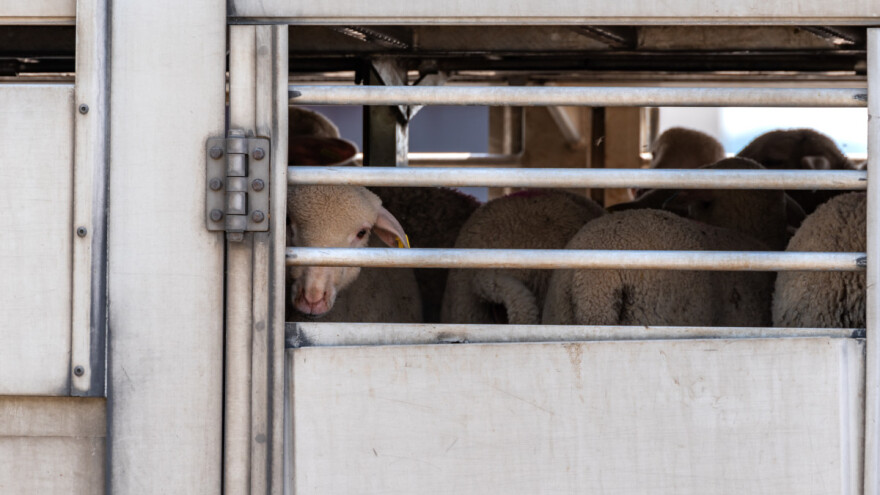 Za carinjenje prijavili ovce, a uvozili jagnjad: Otkrila ih vaga