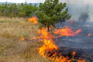 Povećan broj požara na otvorenom - vatrogasci podsećaju na zakon