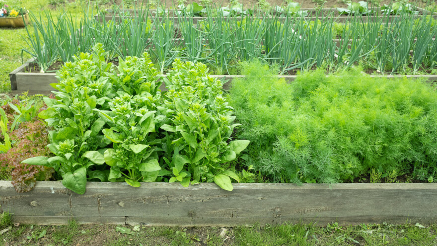 TOP 7 vrsta biljaka za uzgoj u visokim gredicama