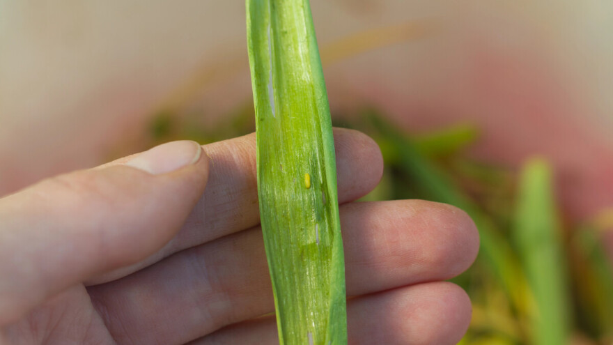 Evo kako spriječiti pojavu lukove muhe, a kako ju suzbiti ako je došlo do napada