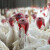 Potvrđena ptičja gripa na slavonskoj farmi sa 64 tisuće purana, evo koji su simptomi