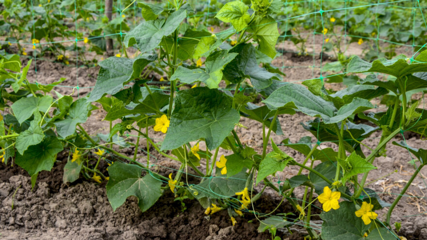 Vreme je za presađivanje krastavca