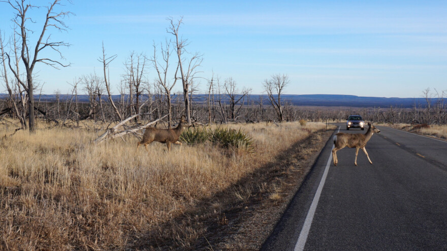 Hrvatska inovacija Waldpass sprječava nalet divljači na vozila