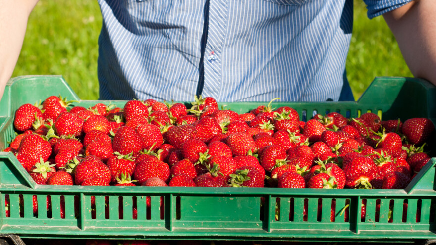 Završava berba jagoda - mogla se zaraditi dnevnica od 45 KM