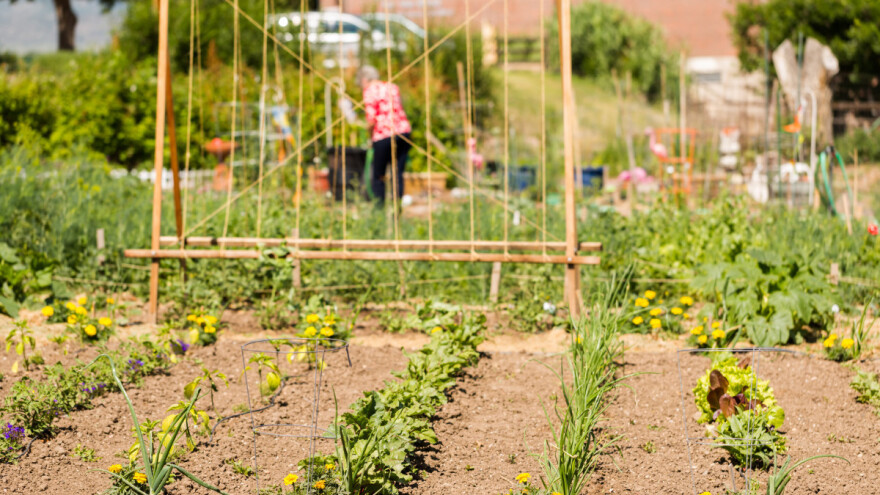 Oko 70 odsto globalno proizvedene hrane troše stanovnici gradova: Kako sve nahraniti?
