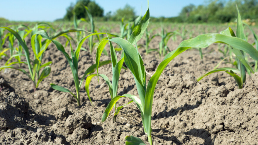 Kako kvalitetno obaviti predsjetvenu i startnu gnojidbu okopavina