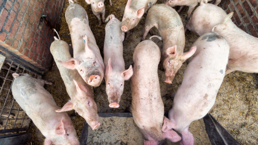 Robot hrani svinje i pušta im muziku - hit među brazilskim stočarima