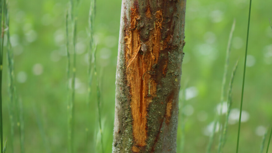 Što ako je divljač oštetila voćke? Koje mjere poduzeti?