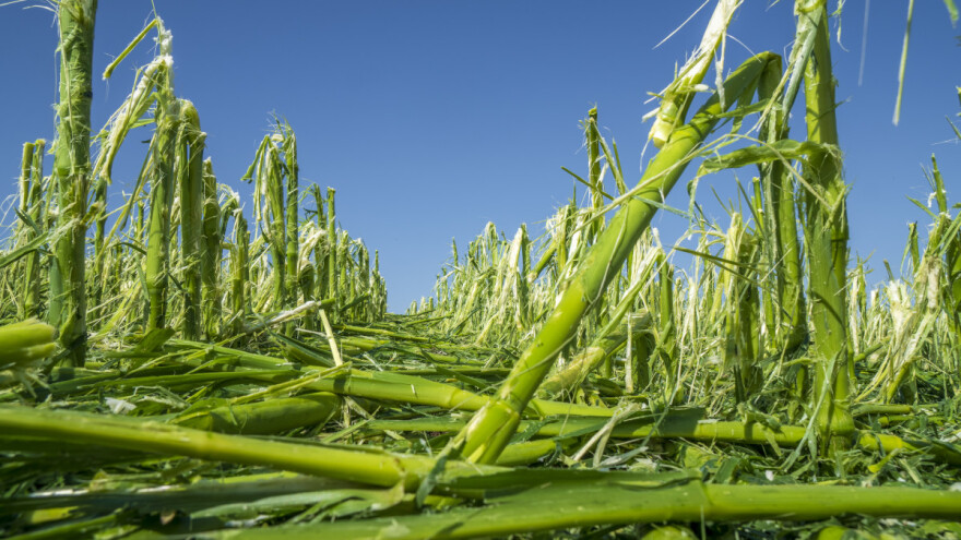 Od nevremena na pojedinim usevima šteta stopostotna, ima li "vajde" od osiguranja?