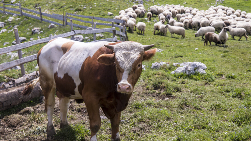 Inspektorat dao preporuke za klanje kurbana: "Represivne mjere do i u vrijeme praznika"