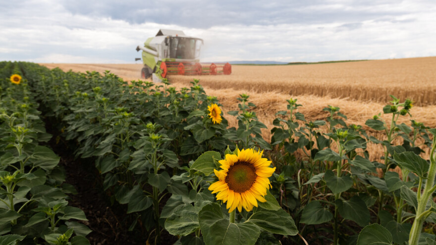 Zašto suncokretovo ulje i pšenično brašno mogu biti konkurentni na EU tržištu?