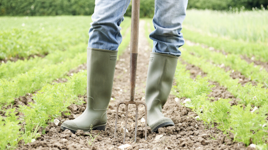 Povrtlari prijavljeni za prevare - obustavlja se isplata sredstava podrške