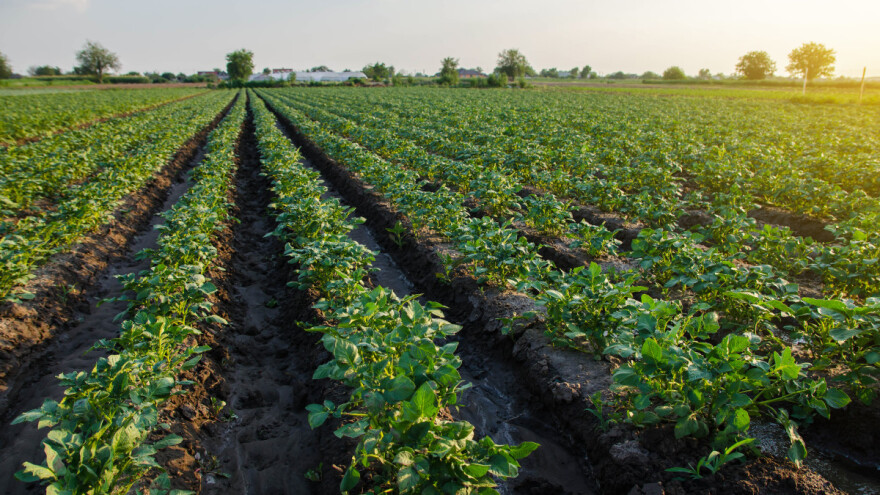 Zaštita krompira od plamenjače - koji fungicid odabrati?