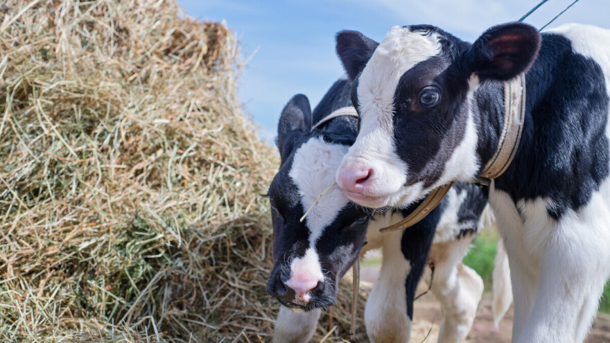 Kriptosporidioza u podmlatka domaćih preživara opasna je bolest i za čovjeka