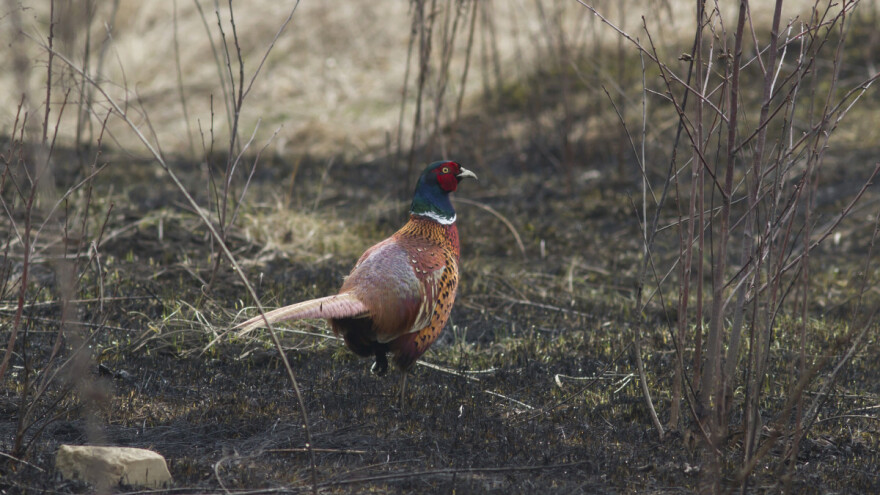 Nesreća u lovu: Pucao u fazane - ustrijelio dvojicu kolega, lovaca